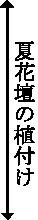 夏花壇の植付け